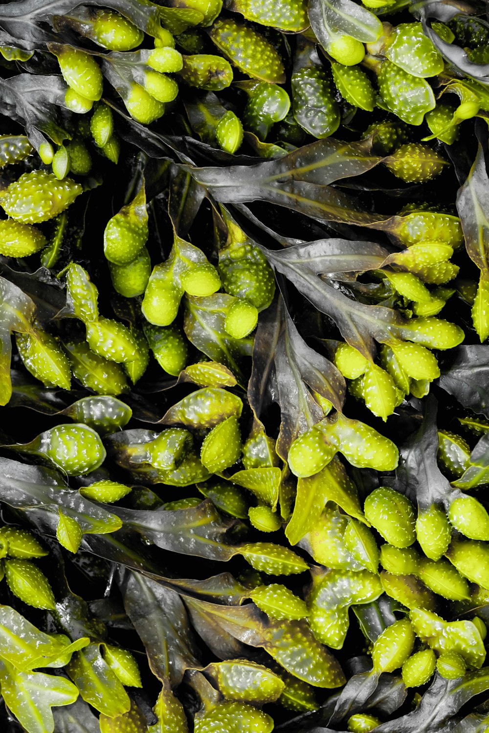 a bunch of green bananas