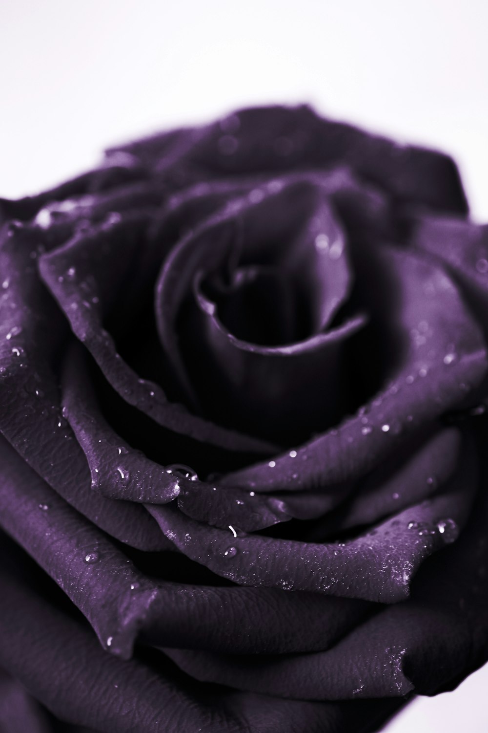 a purple rose with water droplets on it