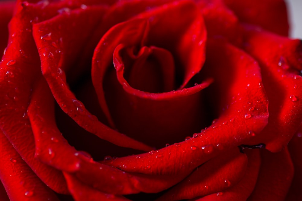 a close up of a red rose