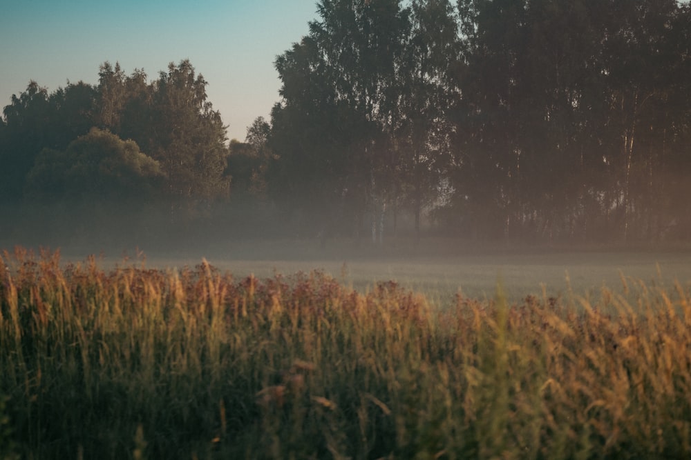 a foggy field with trees