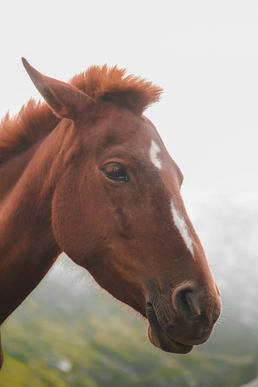 a brown horse with a white spot on its head