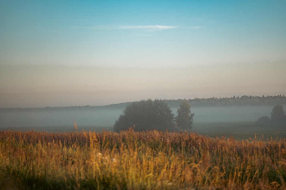 a grassy field with trees and fog