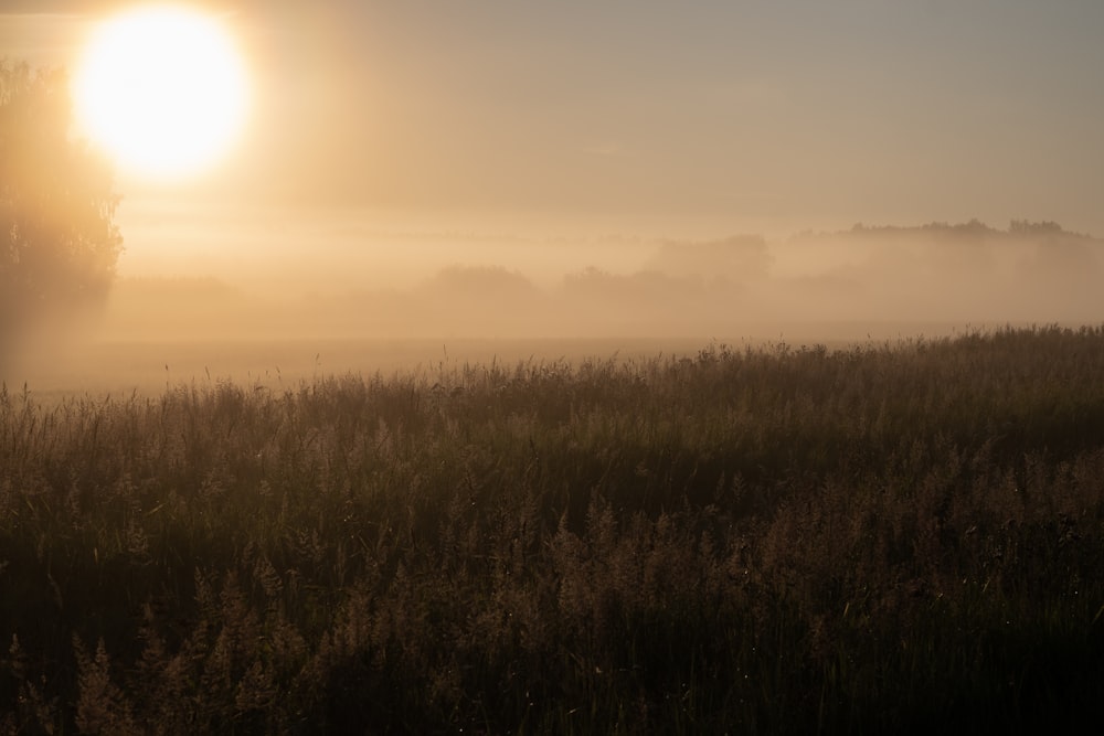 a field of grass with the sun in the background