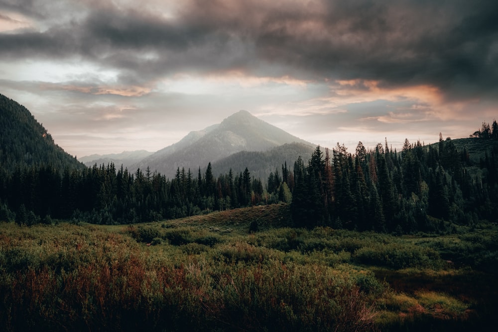 a group of clouds on a grassy hill