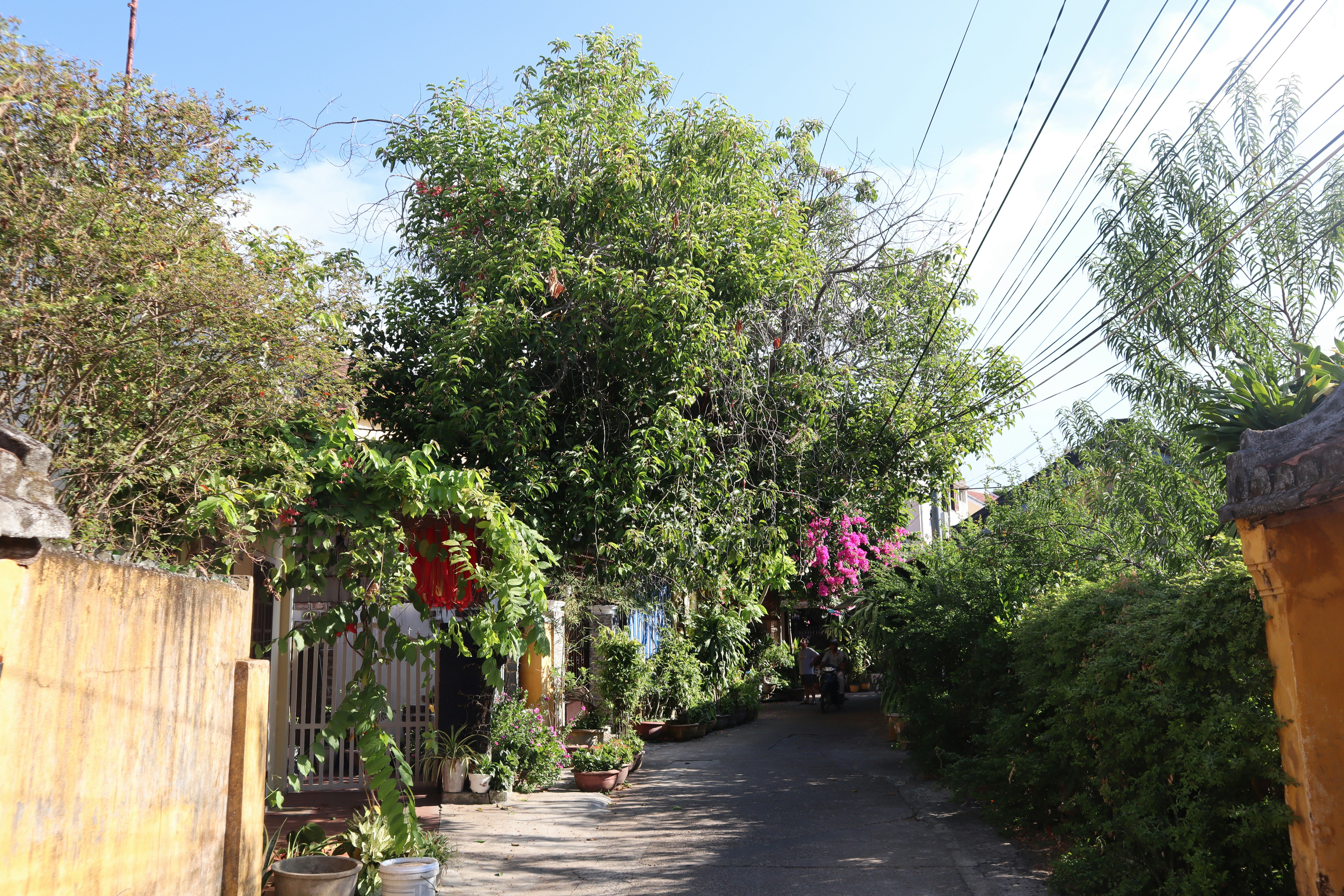 Photo by tracydesaigon