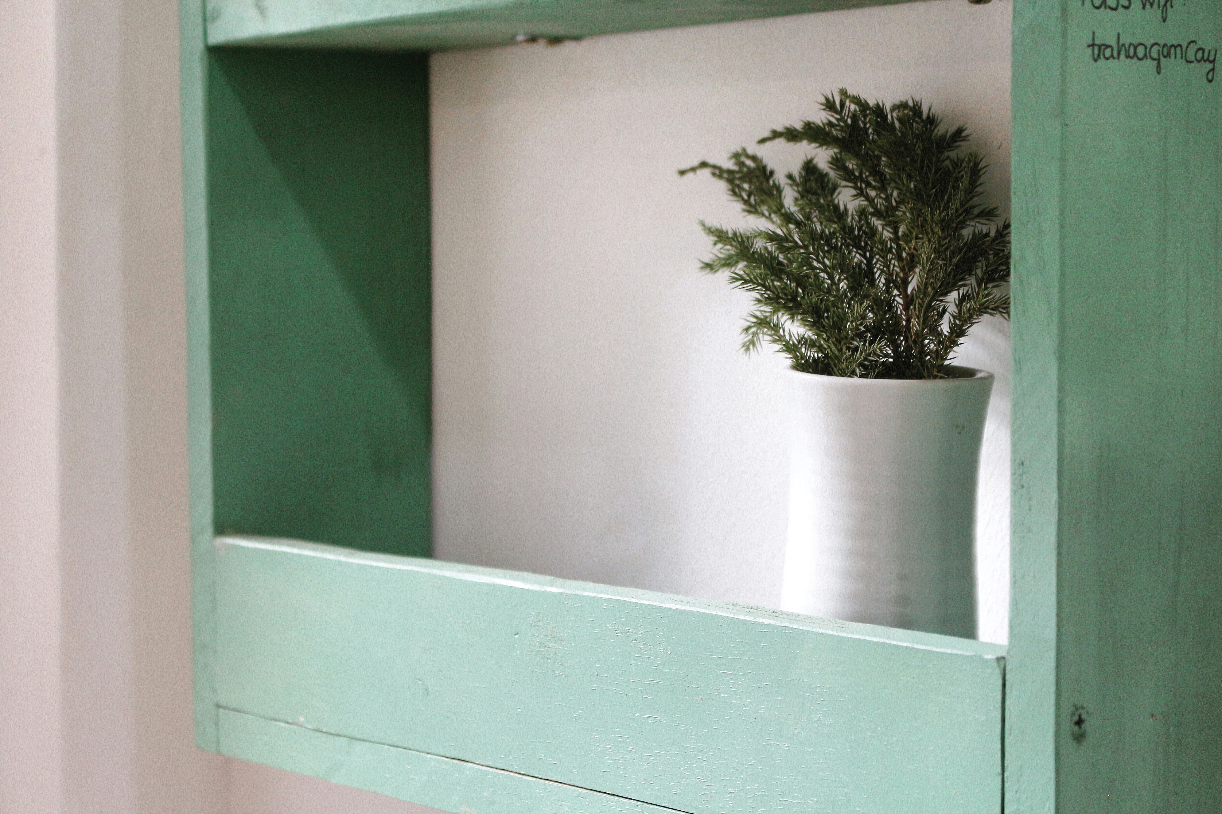 a potted plant on a window sill