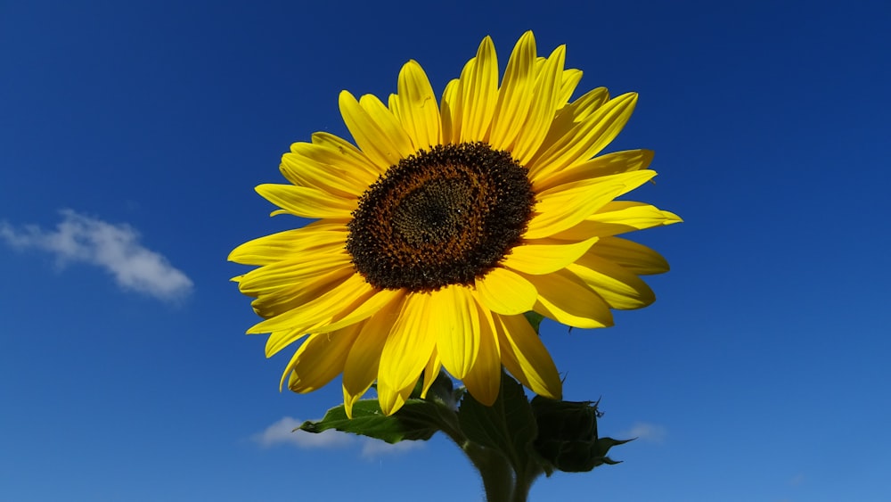 a close up of a sunflower