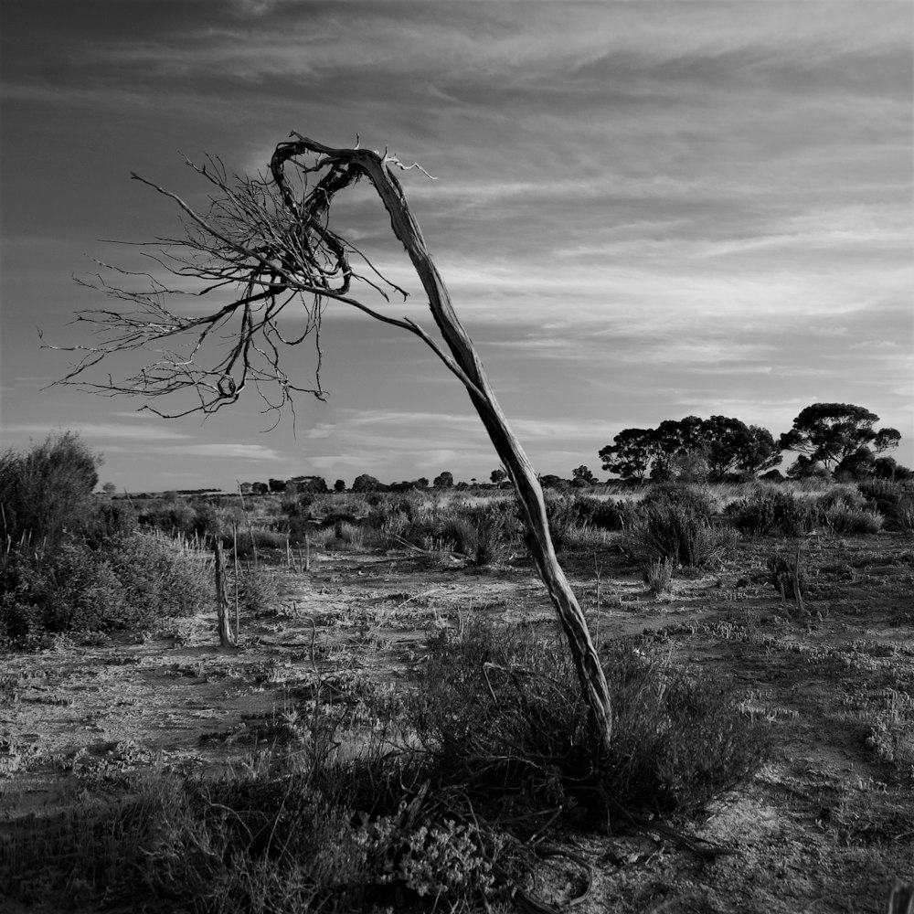 Un albero in un campo