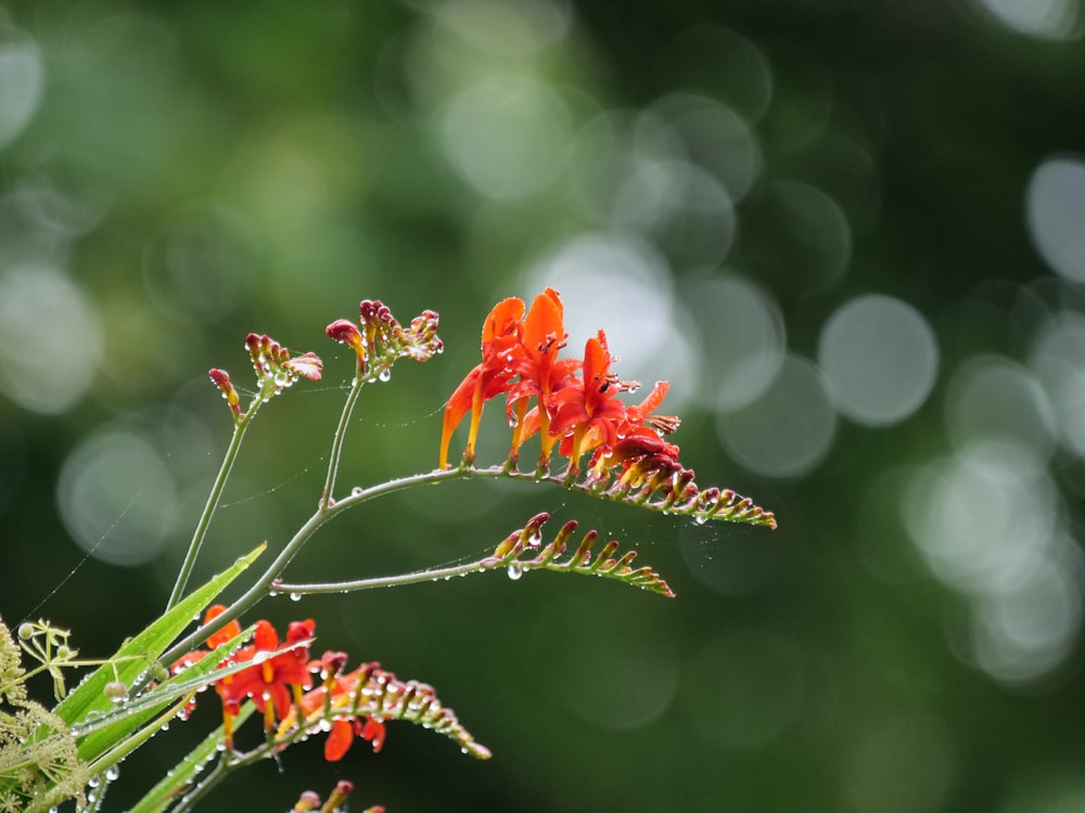 um close up de uma flor