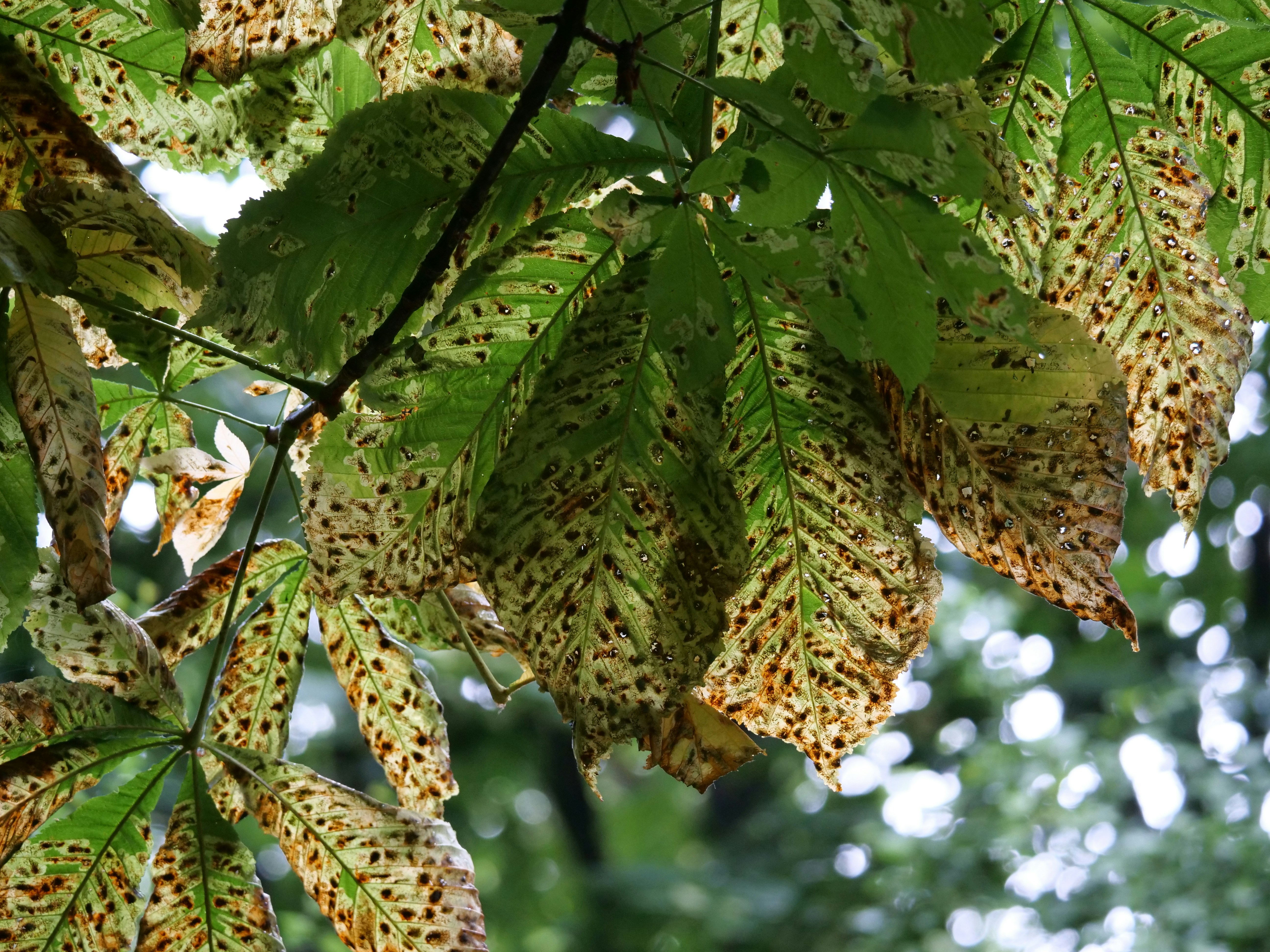 a close-up of a tree