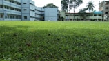 A large grassy area is bordered by a school complex with multiple buildings. These structures are multistory, painted in light colors, and have several windows. The greenery is lush, indicating a well-maintained lawn. Palm and other large trees can be seen near the buildings, providing a natural backdrop.