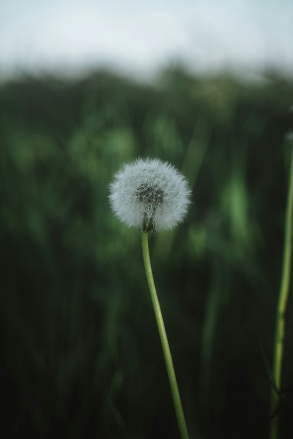 a dandelion flower in a field