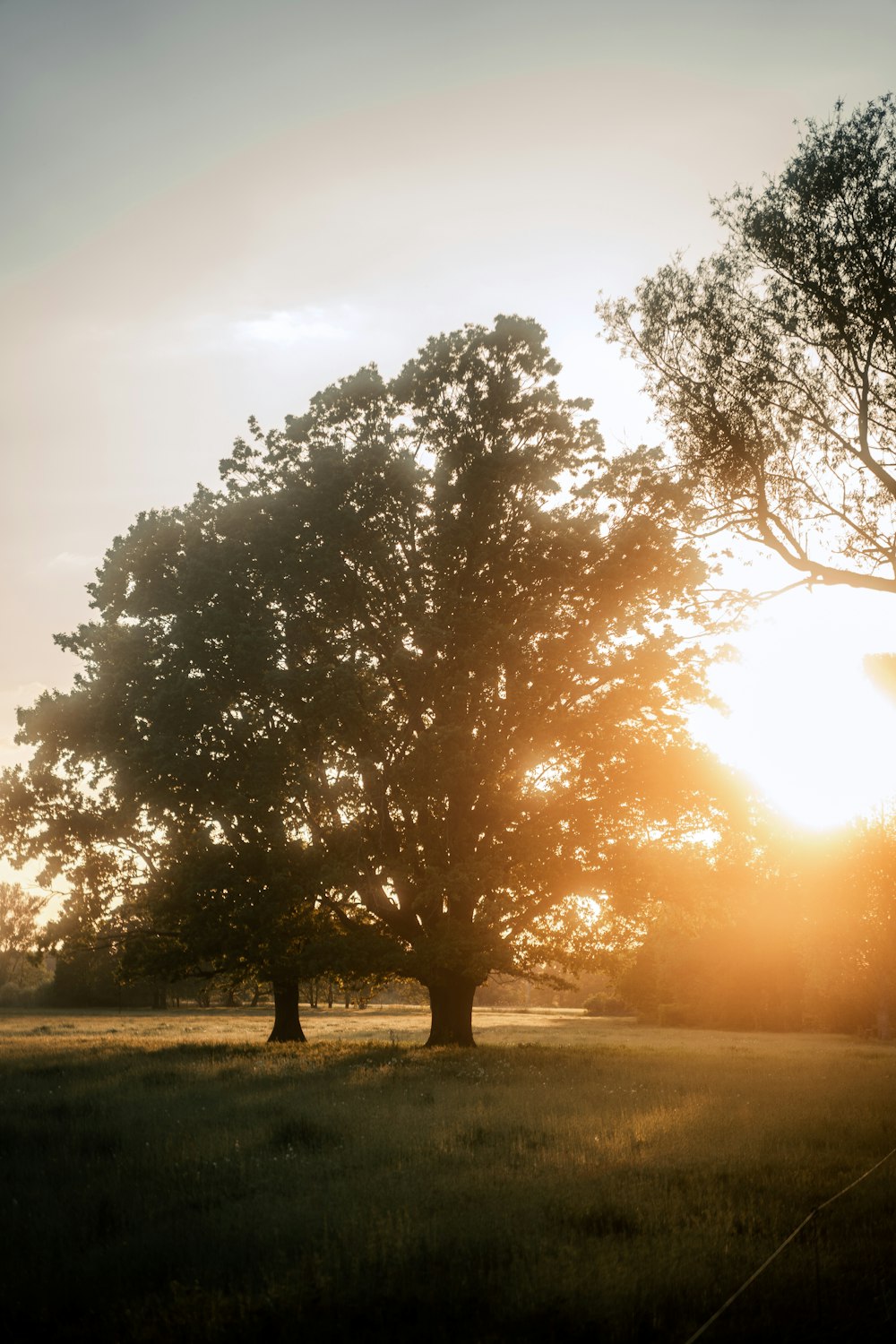 a tree in a field