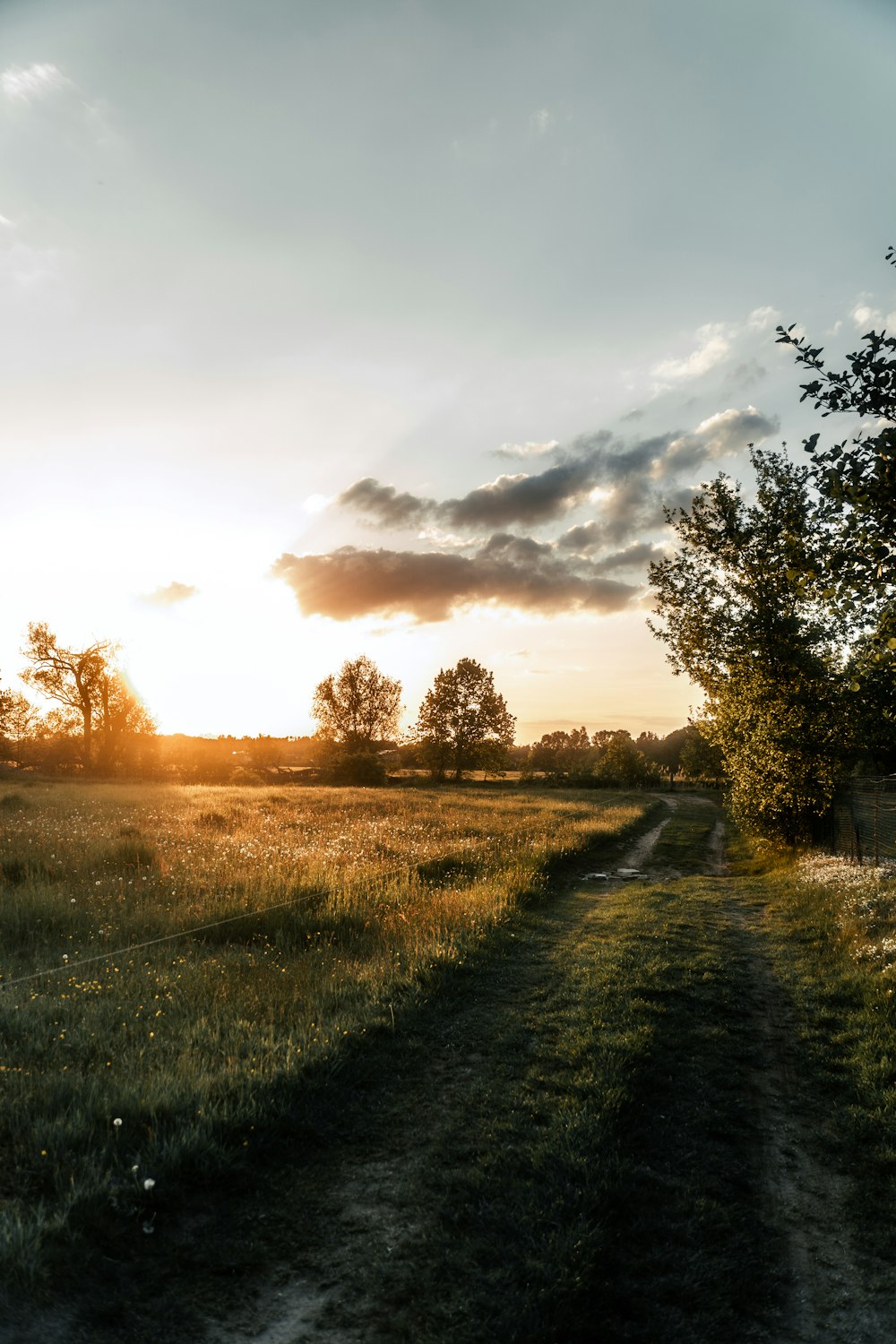 a path with trees on the side