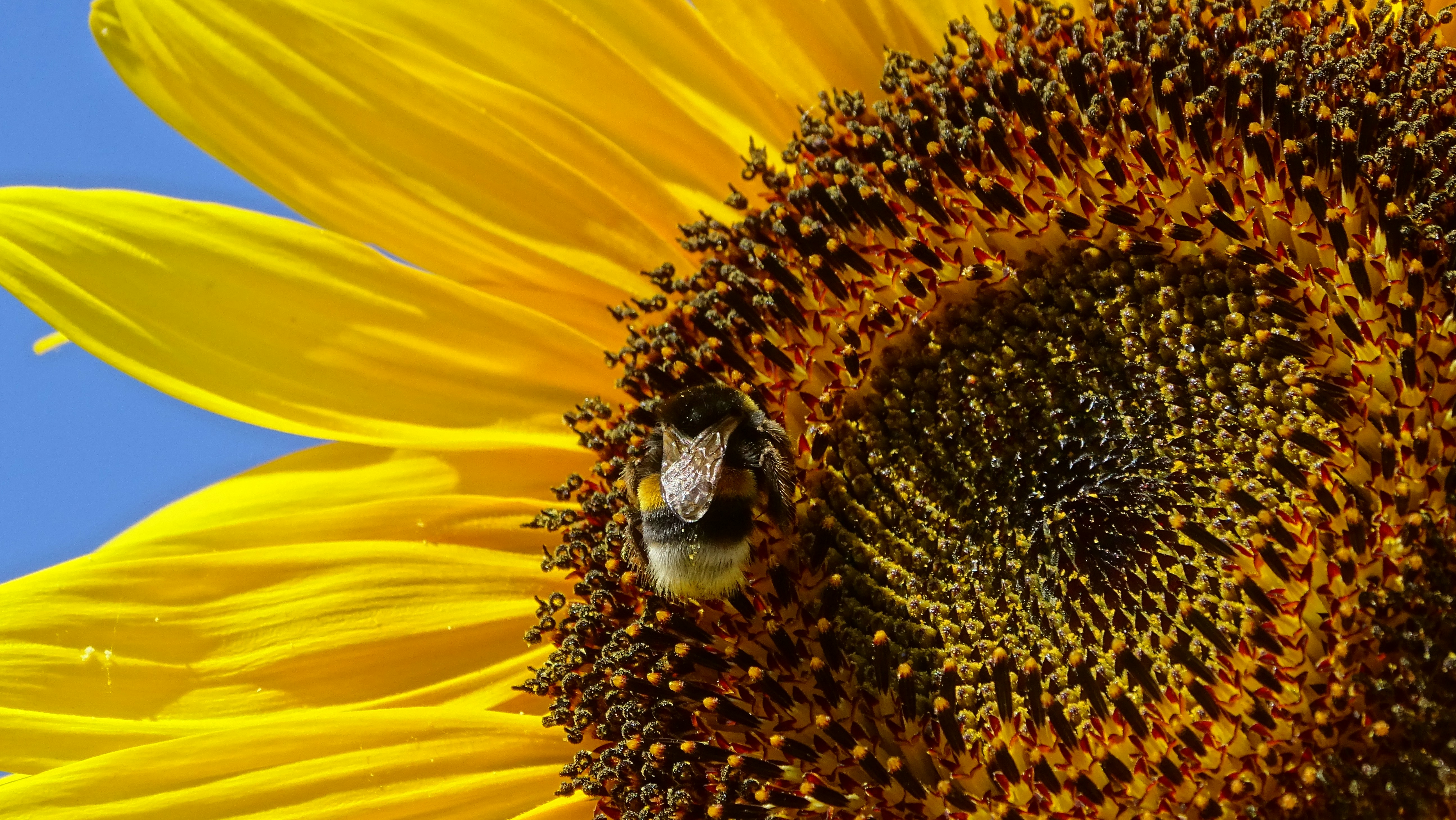 Photo by elratondefuego