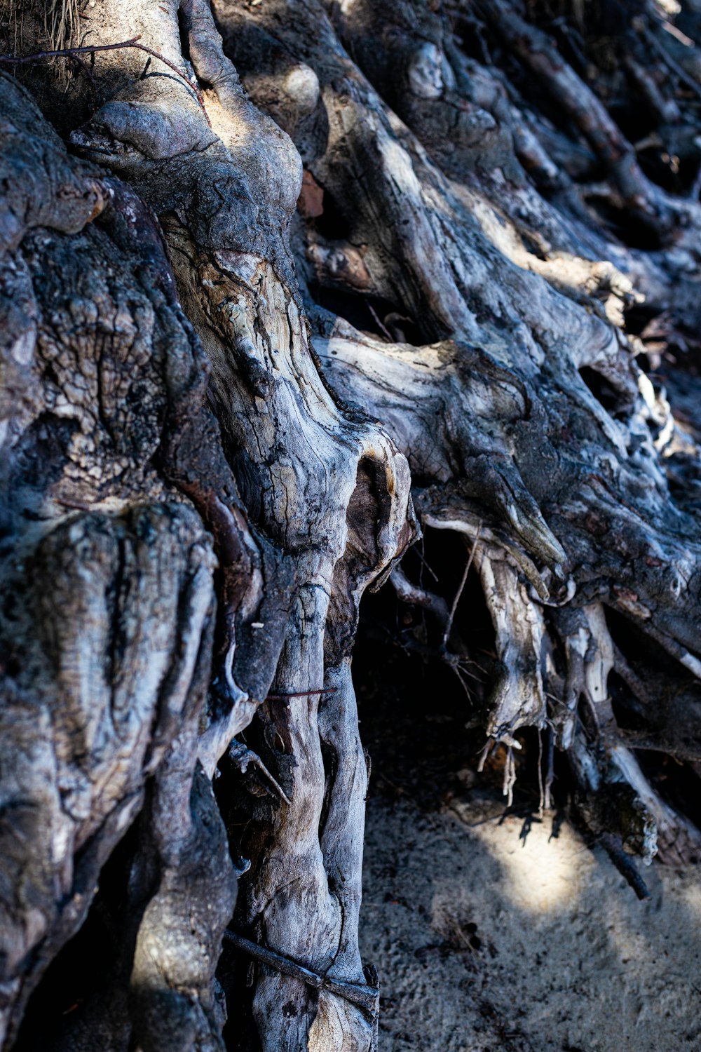 a close up of a tree trunk