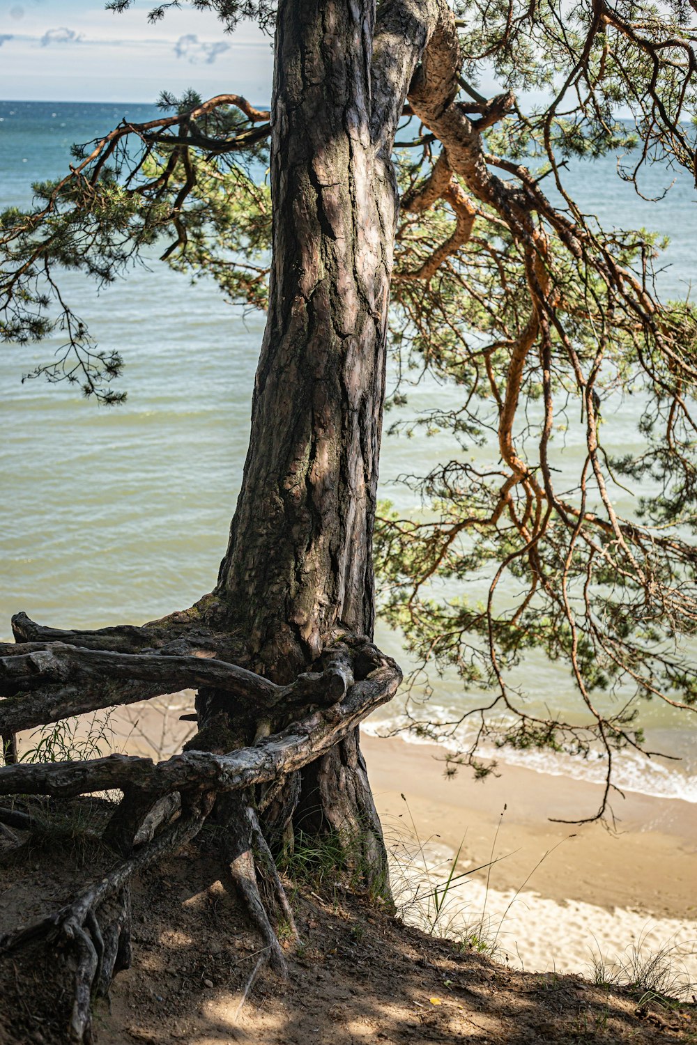 a tree on a beach