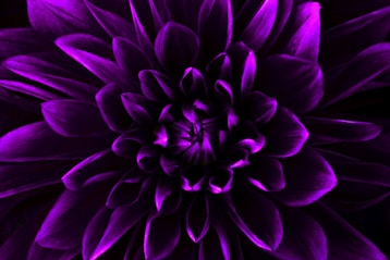 a purple flower with many petals