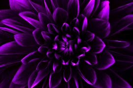 a purple flower with many petals