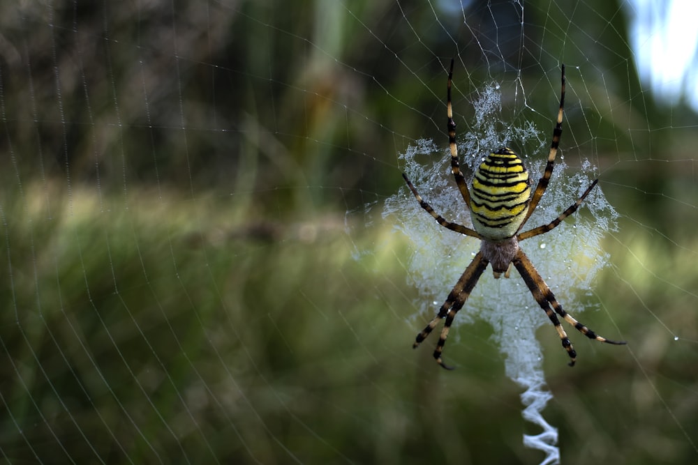 a spider on a web