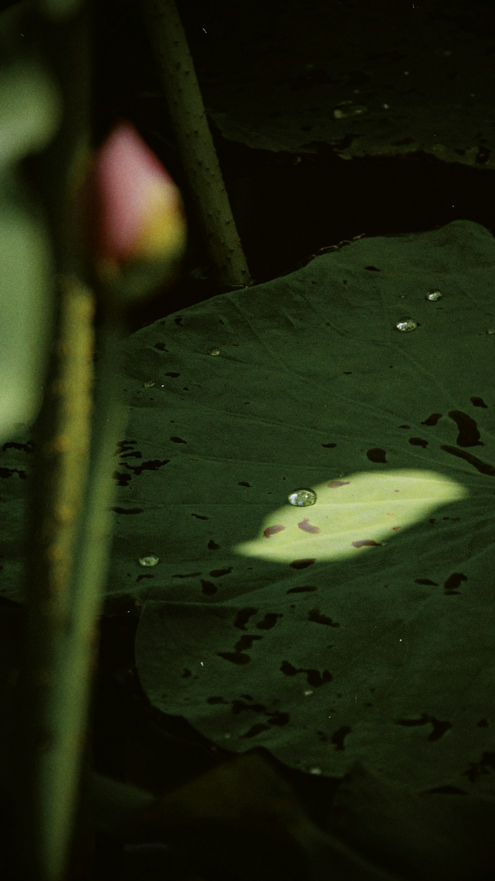 a close up of a leaf