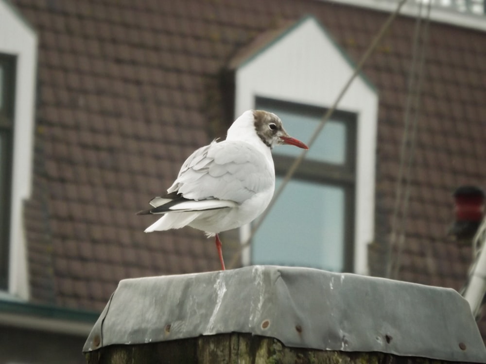 a bird standing on a bird feeder