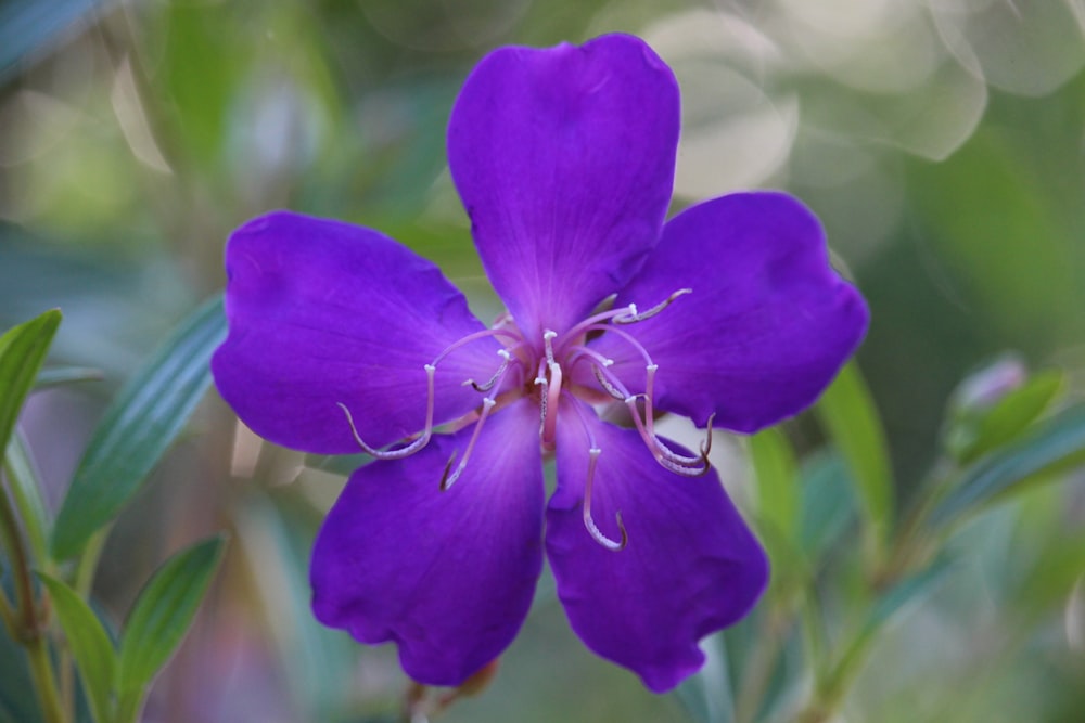 a purple flower with green leaves