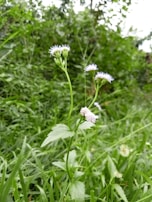 Close-up of wildflowers blooming along a forest path in spring.