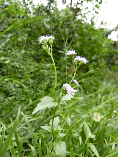 A close-up of native wildflowers blooming along a woodland path