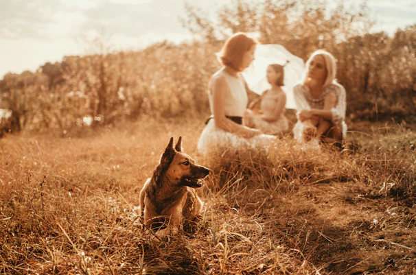 a dog and a group of people sitting in a field