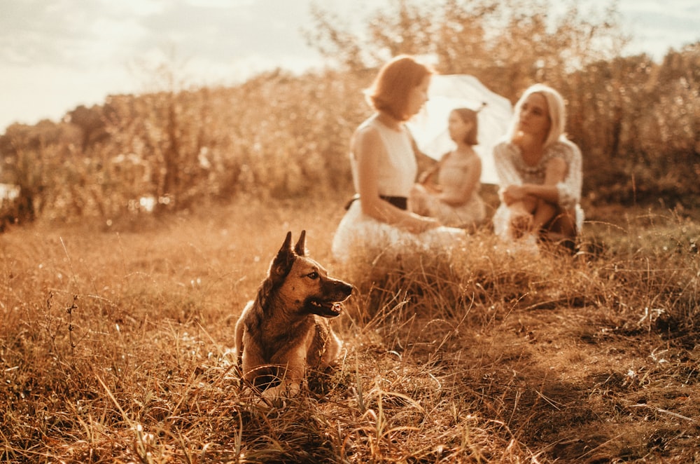 a dog and a group of people sitting in a field