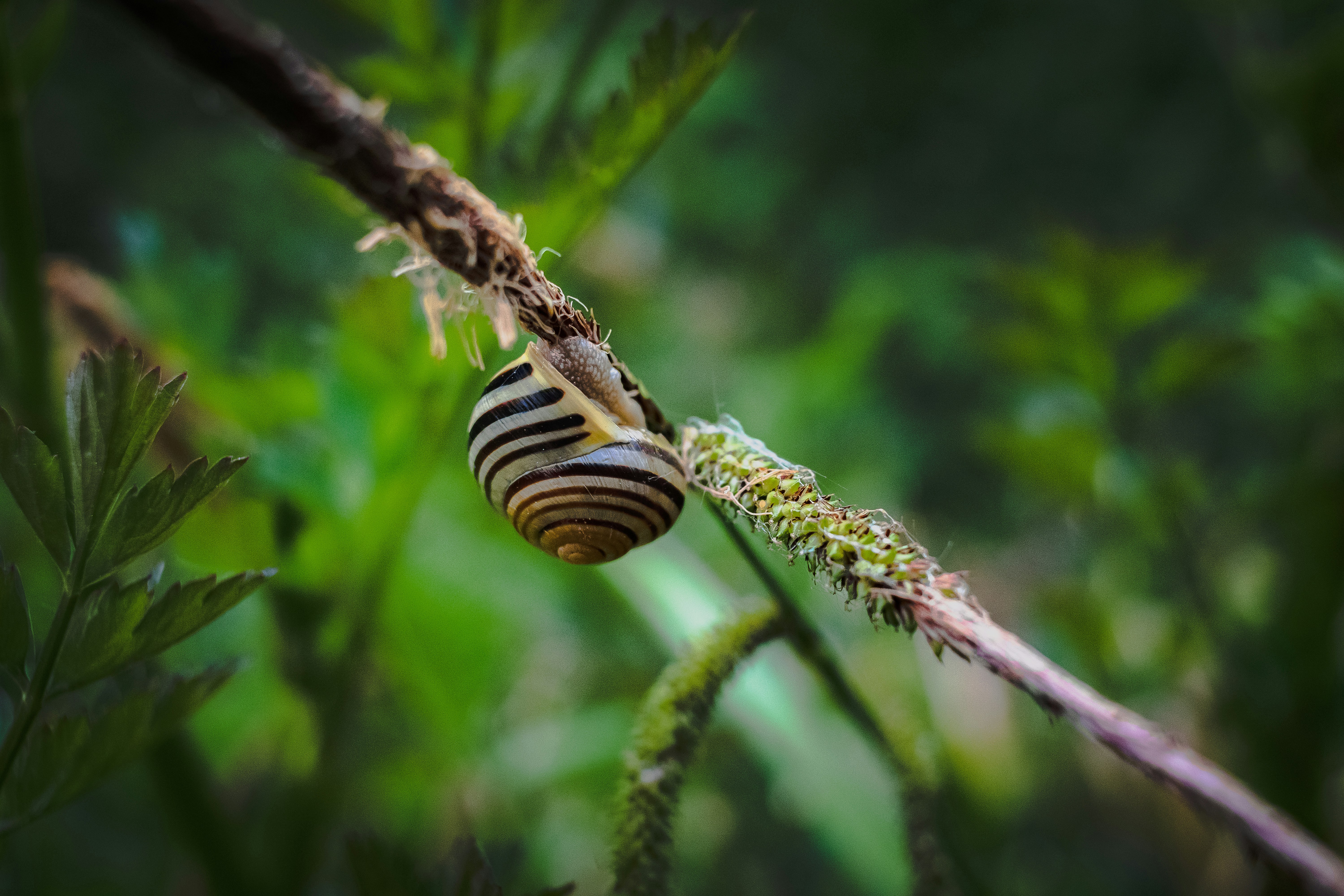 a caterpillar on a branch