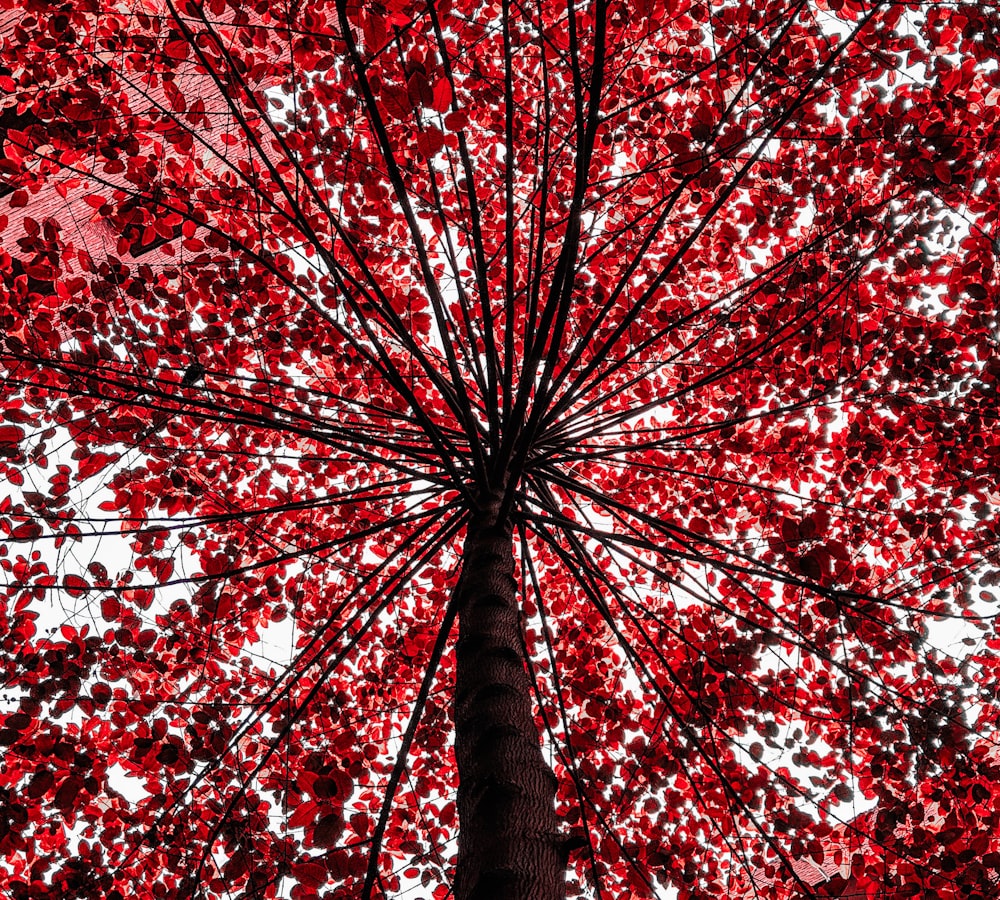 a tree with red leaves