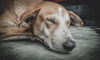 a dog sleeping on the ground
