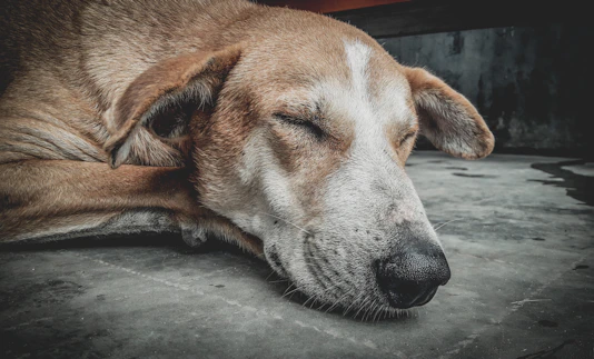 a dog sleeping on the ground