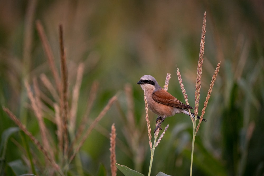 a bird sitting on a branch