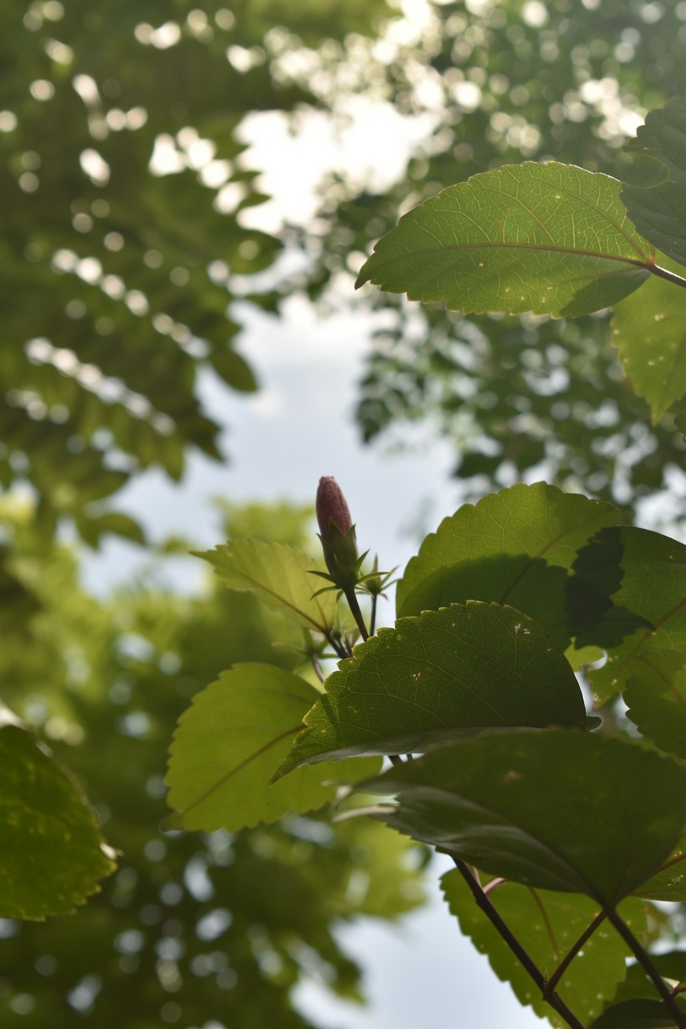 a flower on a plant