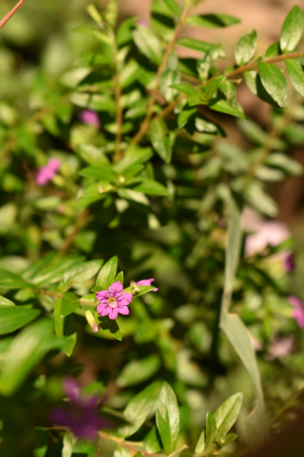 a close up of a flower