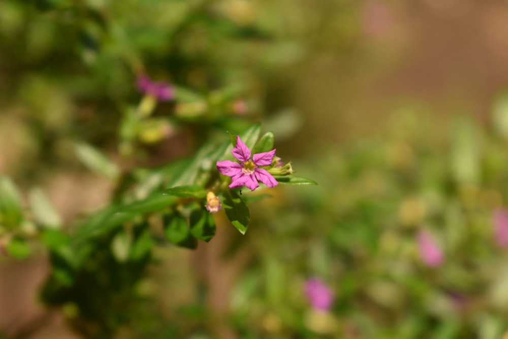 a close up of a flower