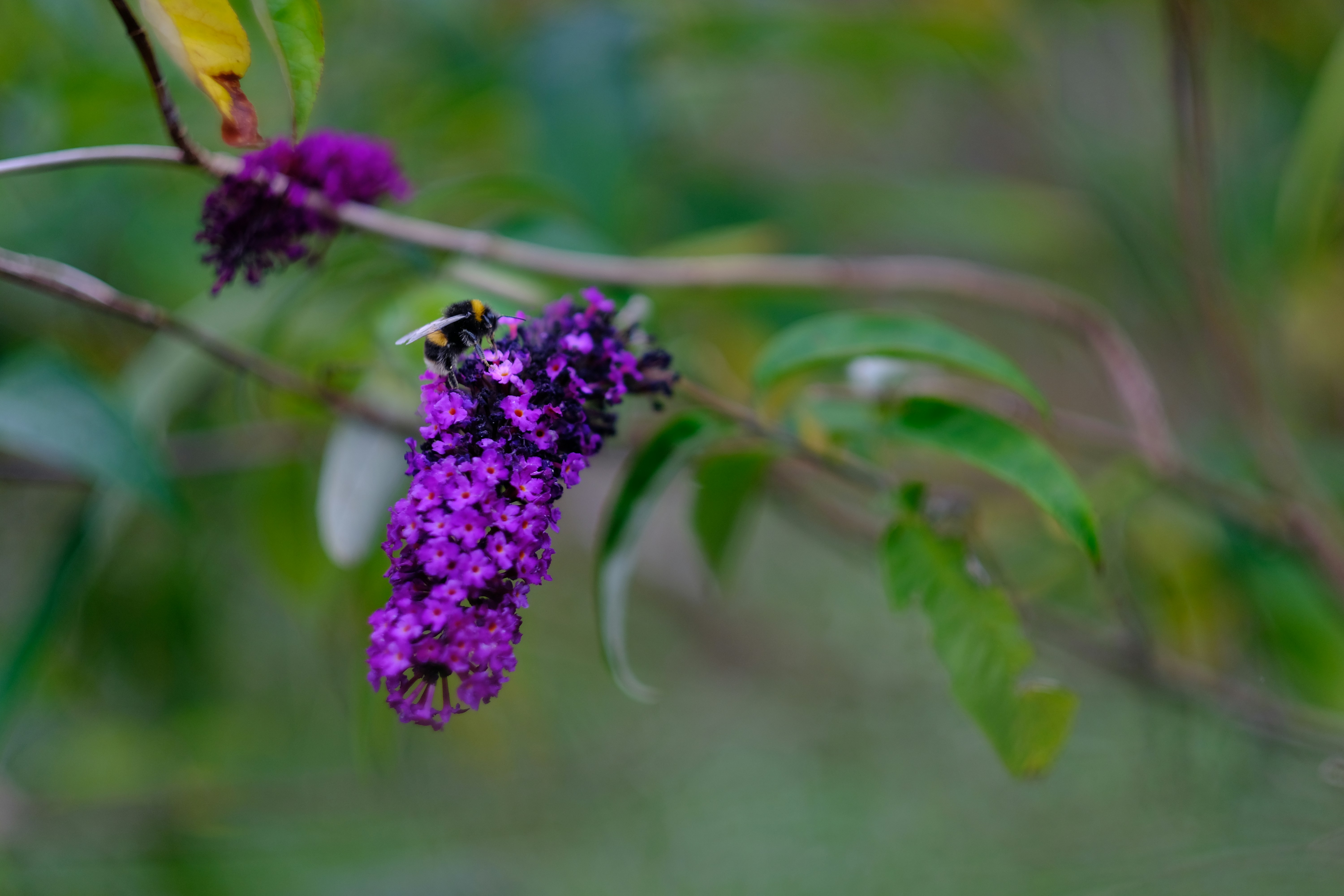 Photo by zaralazarov