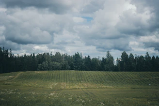 A worried farmer looking over his crops under a cloudy sky.