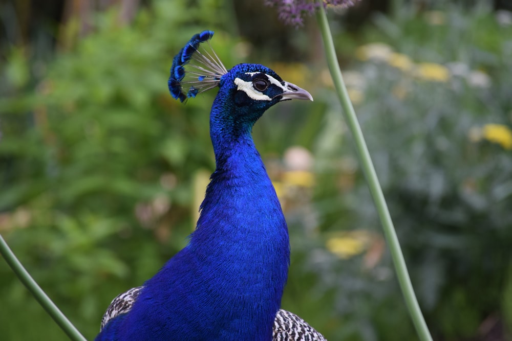 Un oiseau bleu au long cou