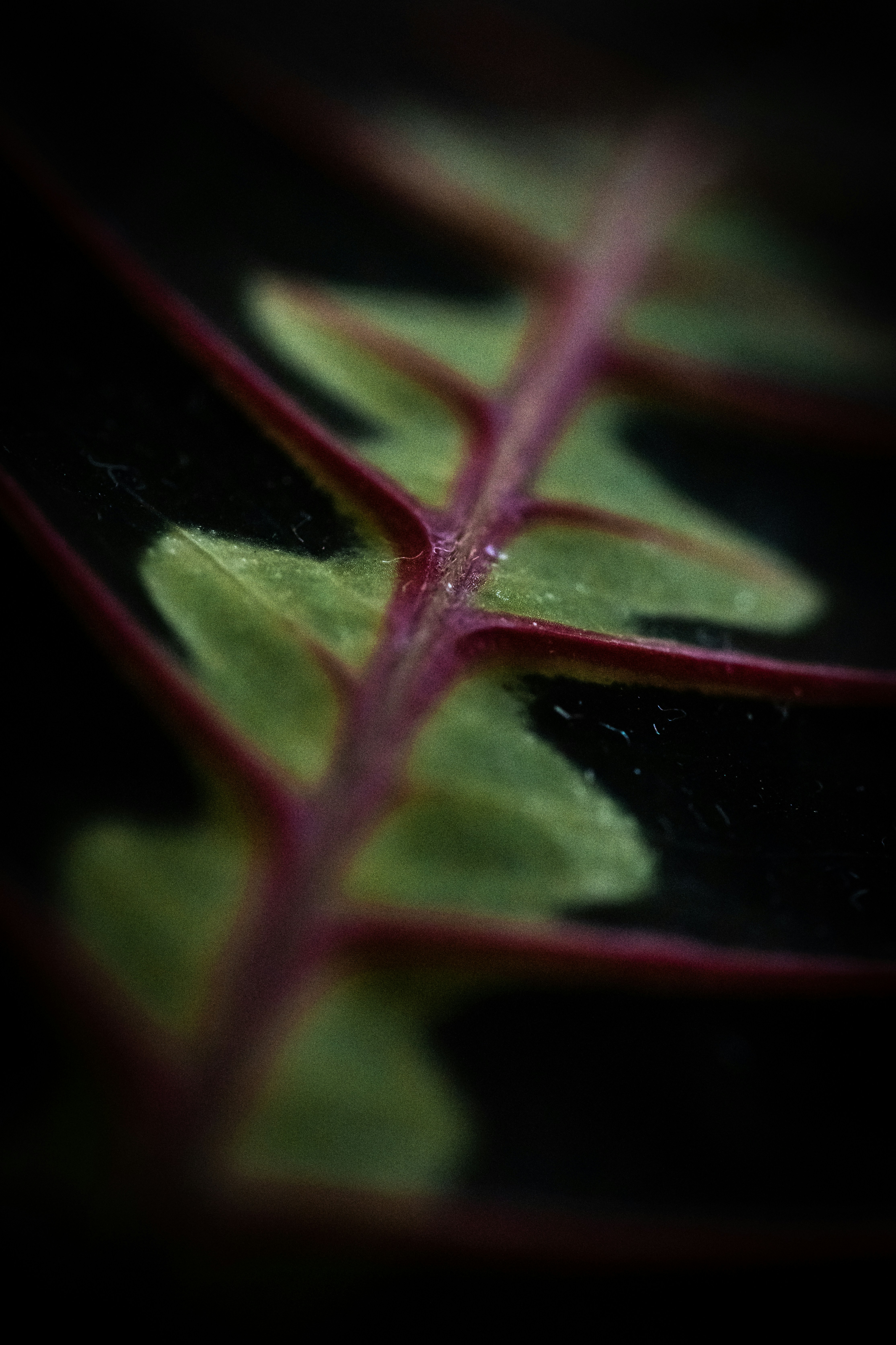 Photo by dougvillalos