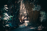 A dense arrangement of tall bamboo on either side creates a natural archway, leading to a closed wooden gate in the background. The scene is predominantly shaded, with patches of sunlight filtering through the foliage, illuminating the path made of soil and scattered leaves. The overall setting is tranquil and secluded, with lush green leaves and the slender brown bamboo stalks contributing to a serene atmosphere.