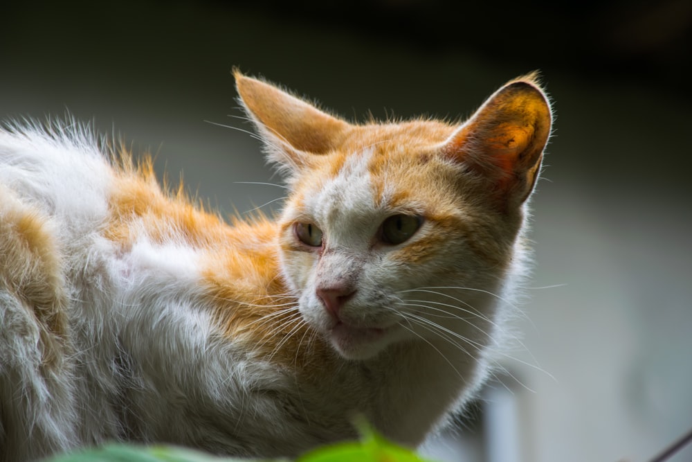 a cat looking at the camera