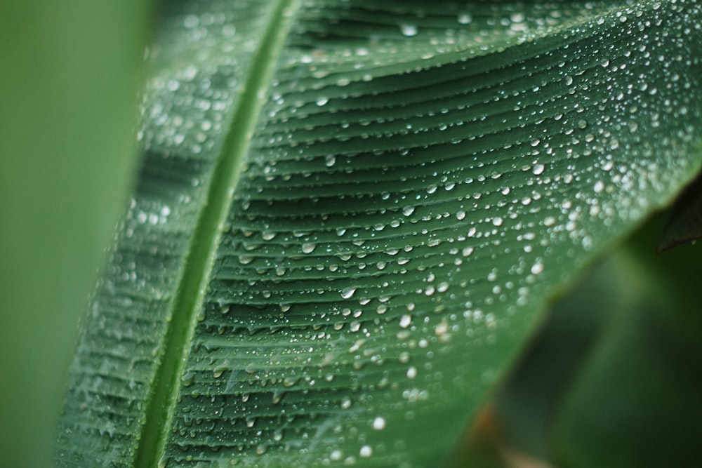 a close up of a leaf