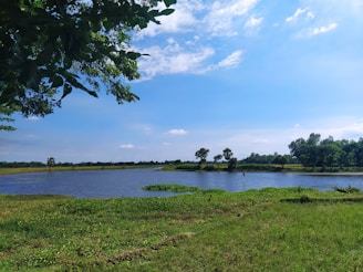 a body of water with grass and trees around it
