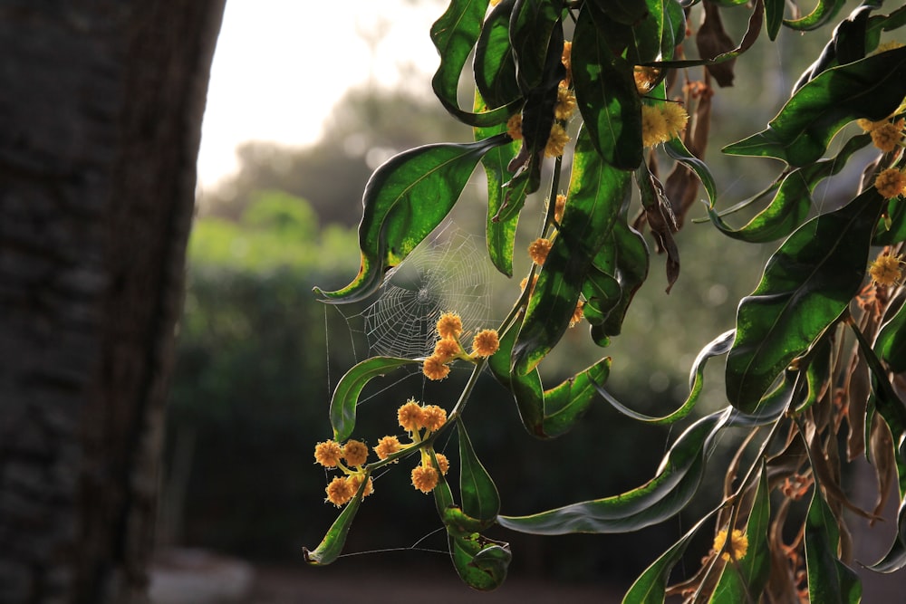 a close-up of a plant