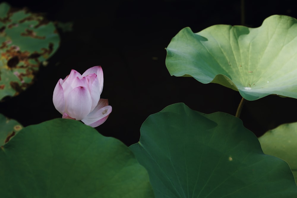 a pink flower on a green plant