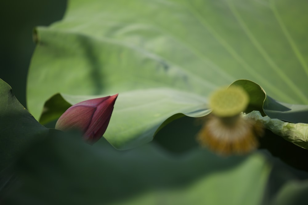 a close up of a flower